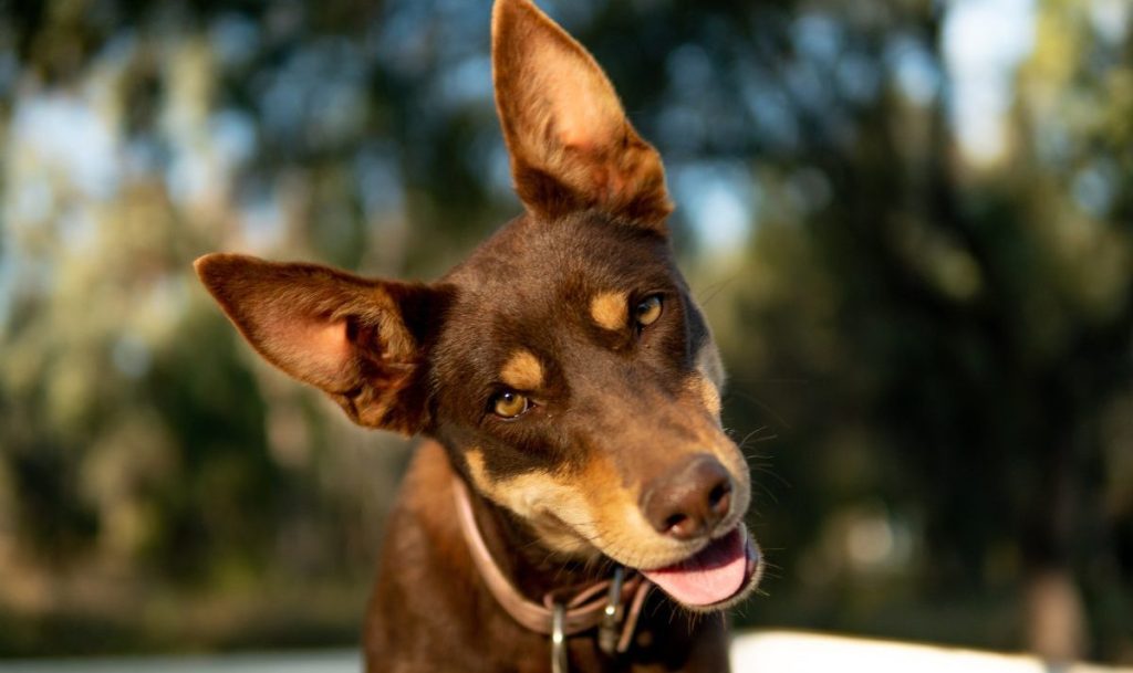 Working Kelpie portrait