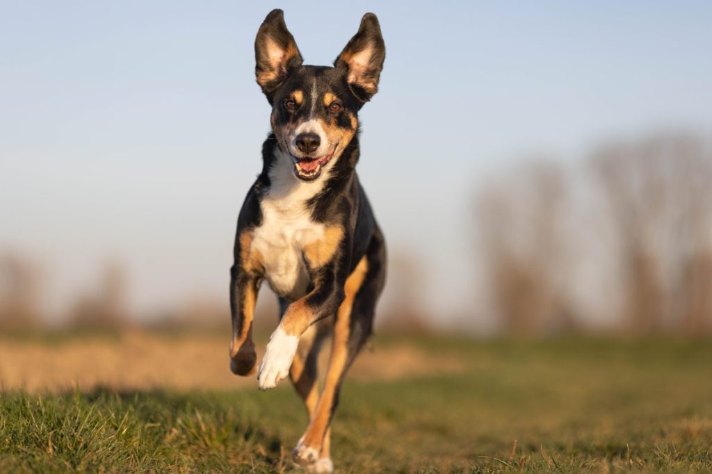 appenzeller sennenhund running