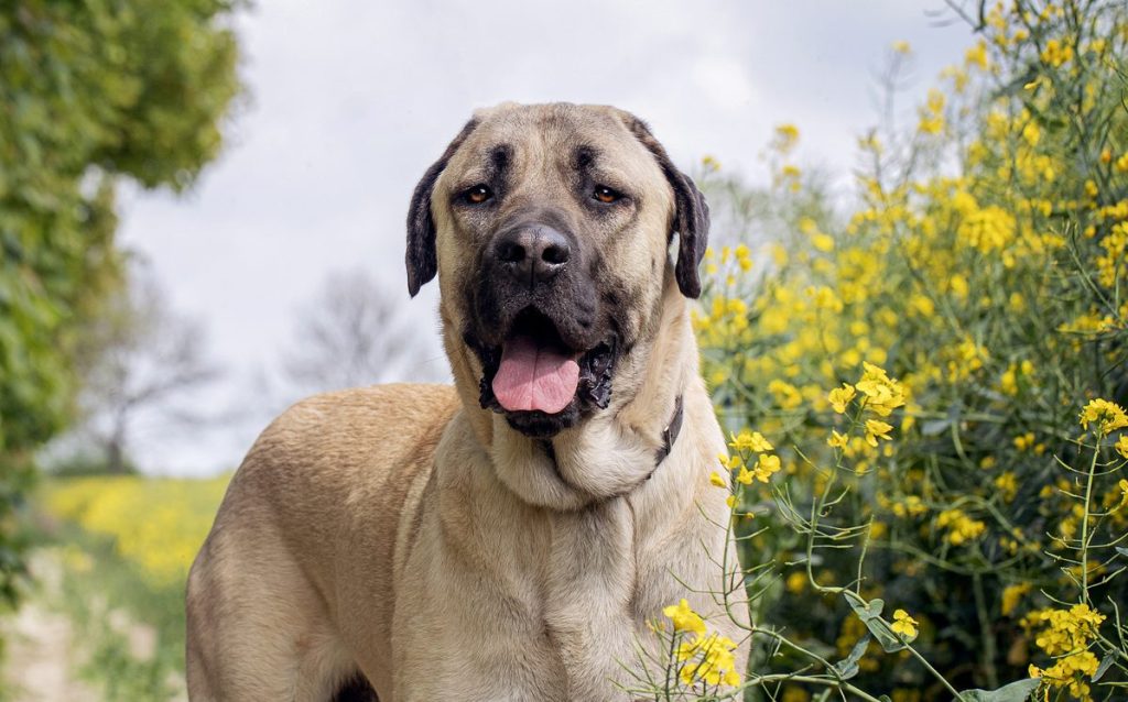 Anatolian Shepherd in Field