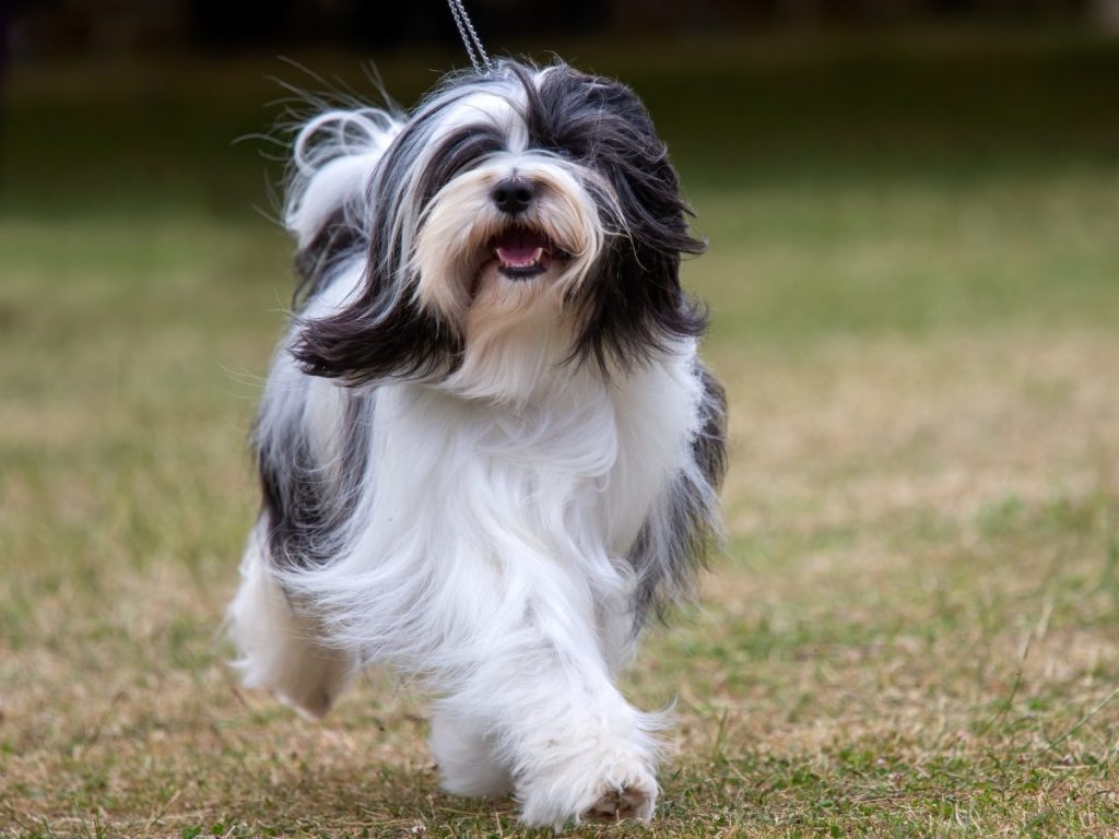 Tibetan Terrier puppy