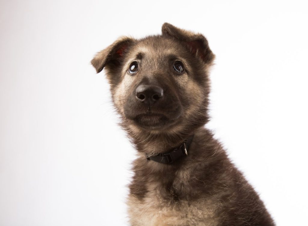 Shiloh Shepherd puppy