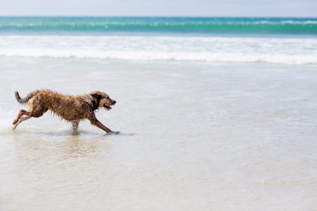 berger picard on the beach