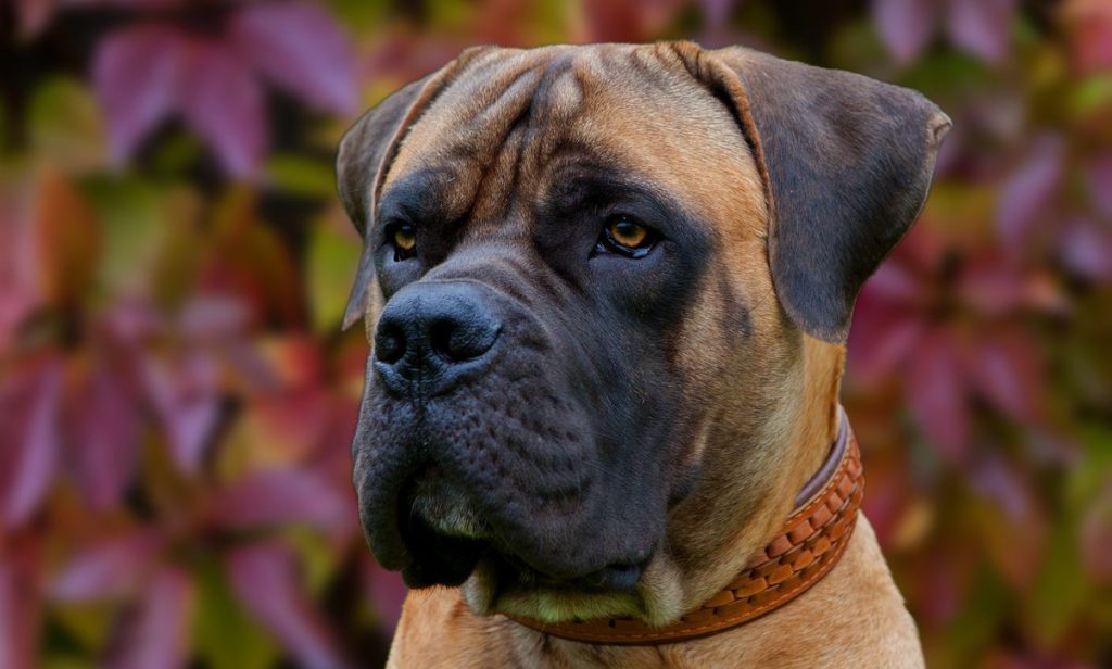 South African Boerboel