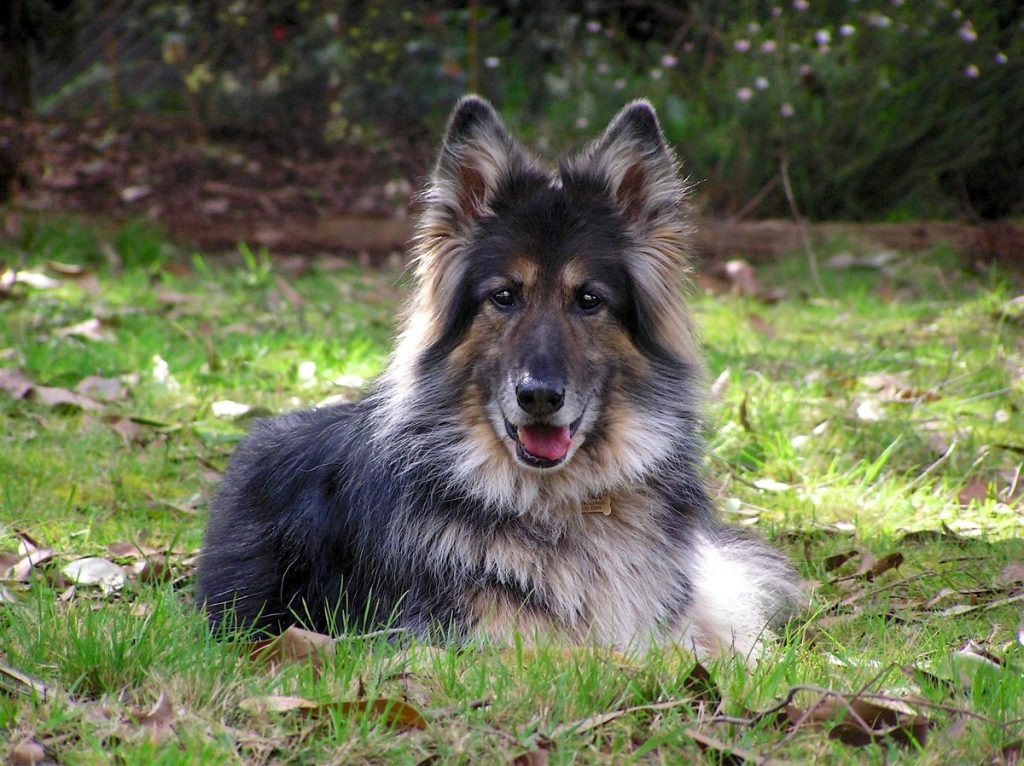 sitting shiloh shepherd