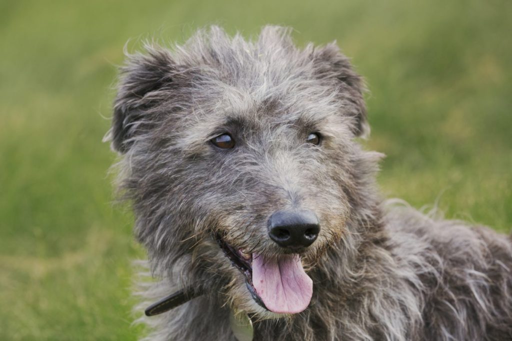 Scottish Deerhound portrait