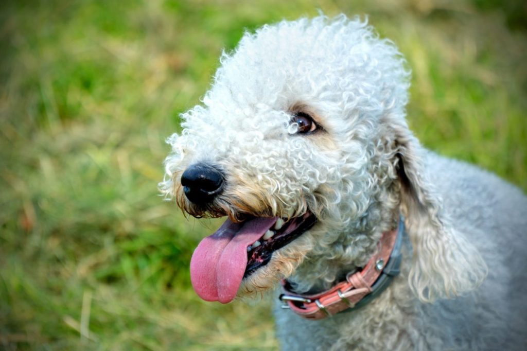 Dog Bedlington portrait outside