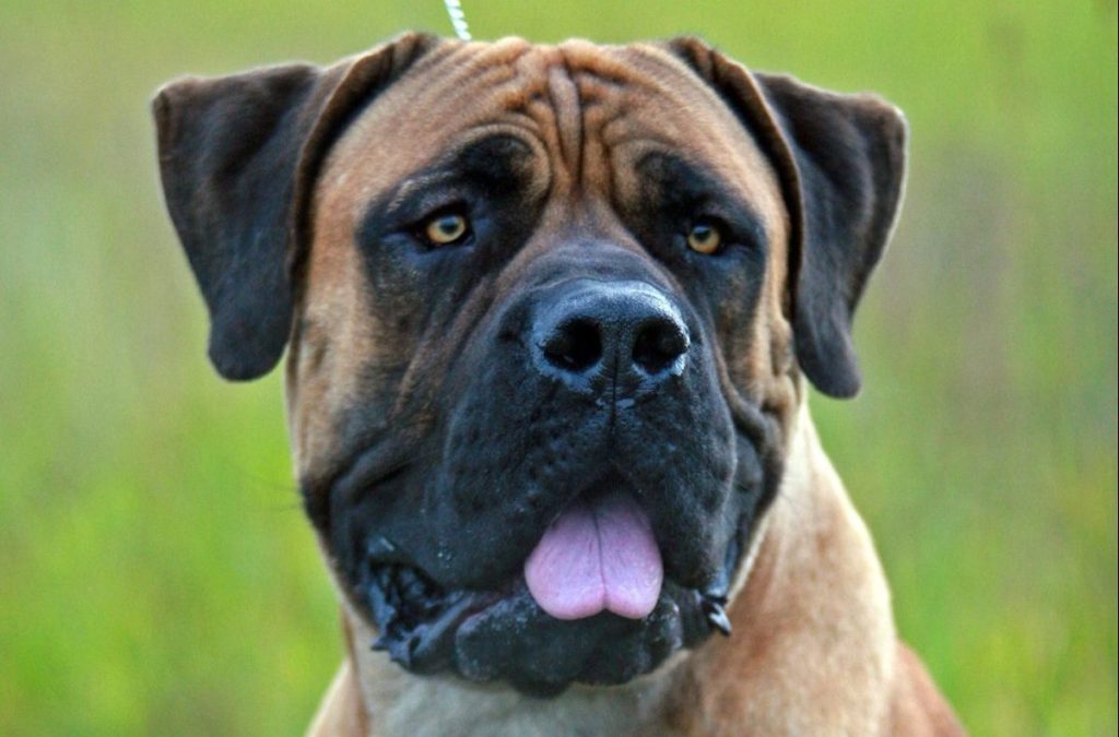 portrait of a Boerboel