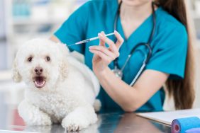 small dog looking scared while receiving vaccination from vet