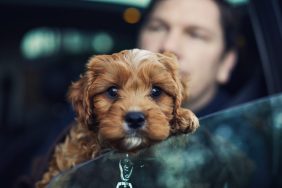 serious man and sad puppy looking out car window