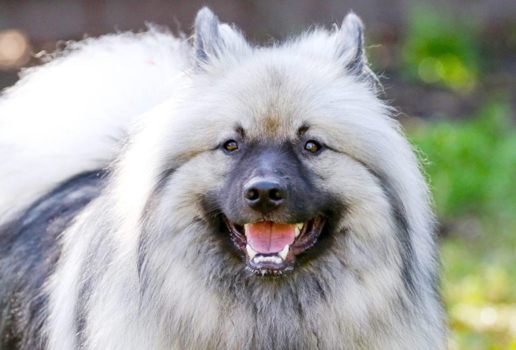 Keeshond dog