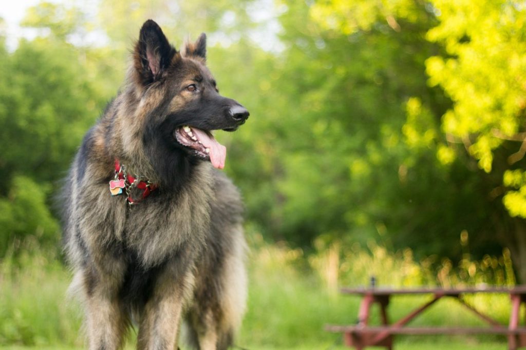 beautiful shiloh shepherd