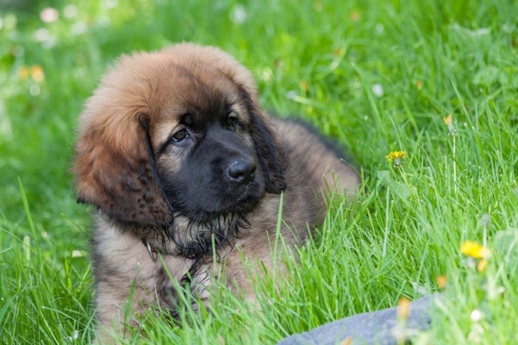 Leonberger puppy