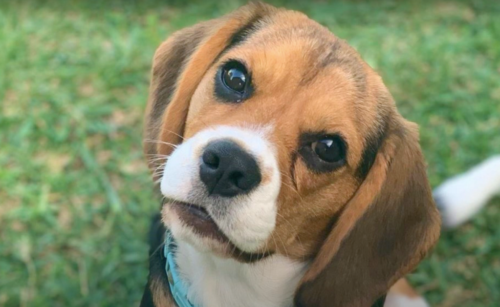 adorable beaglier