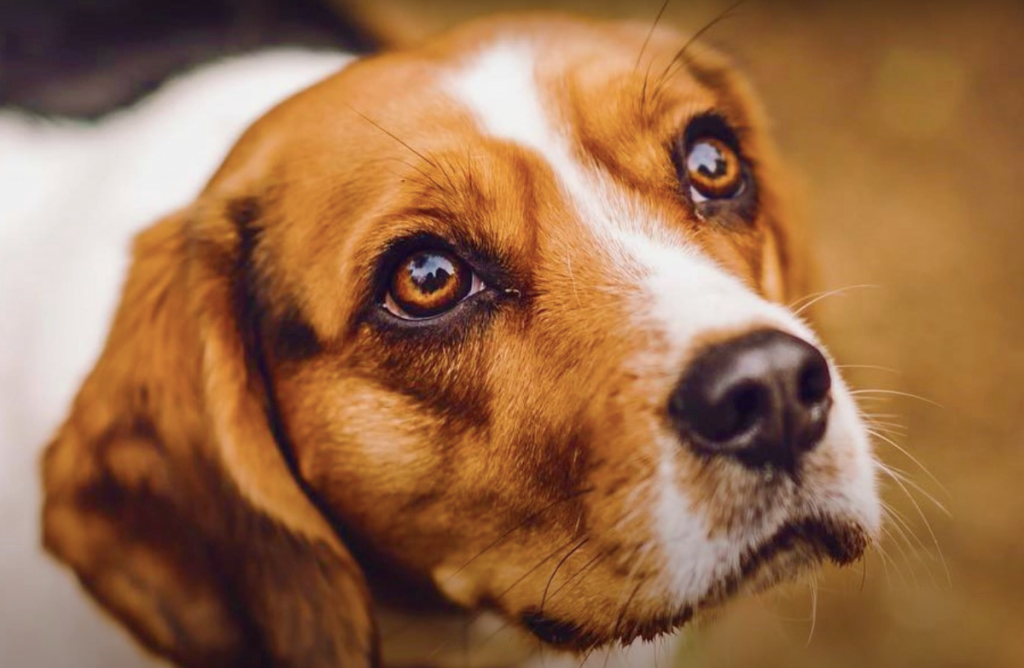 A sweet looking Beaglier looks up the the camera