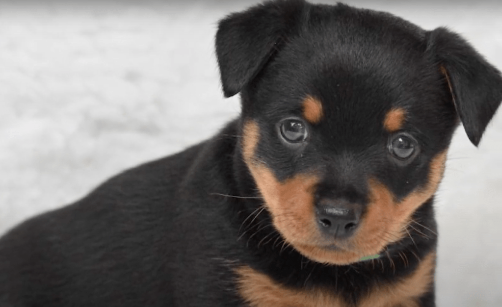 lancashire heeler puppy