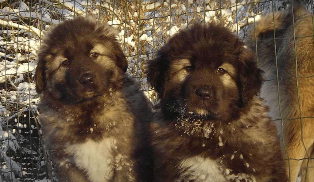 caucasian shepherd puppies