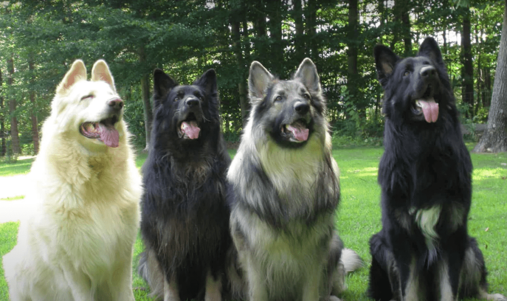 four shiloh shepherds