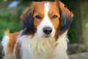 Kooikerhondje portrait