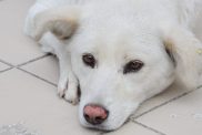 Close up of a Canaan dog Laying on the floor.