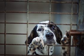 Caged dog like the ones found in Butler County property.