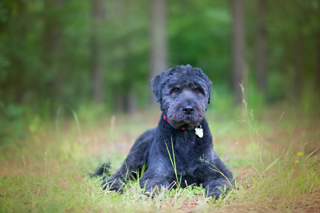 Missing Labradoodle triggers community calls for dog walker regulations, which Massachusetts currently lacks.