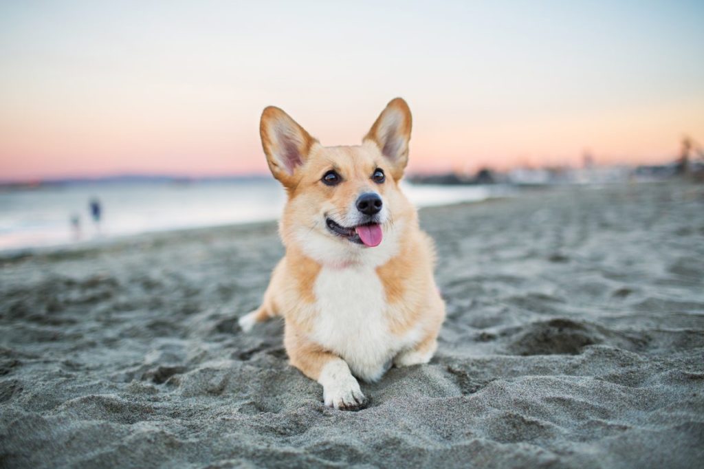 Dog relaxing on beach at sunset. Volusia County opens its first dog-friendly beach in over 30 years.