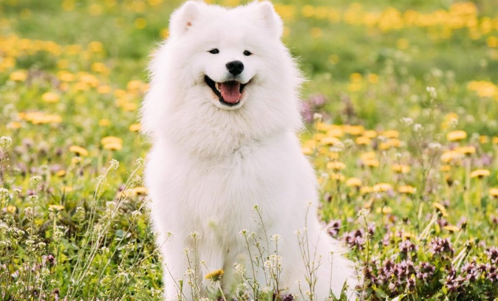 enneagram type one dog breed