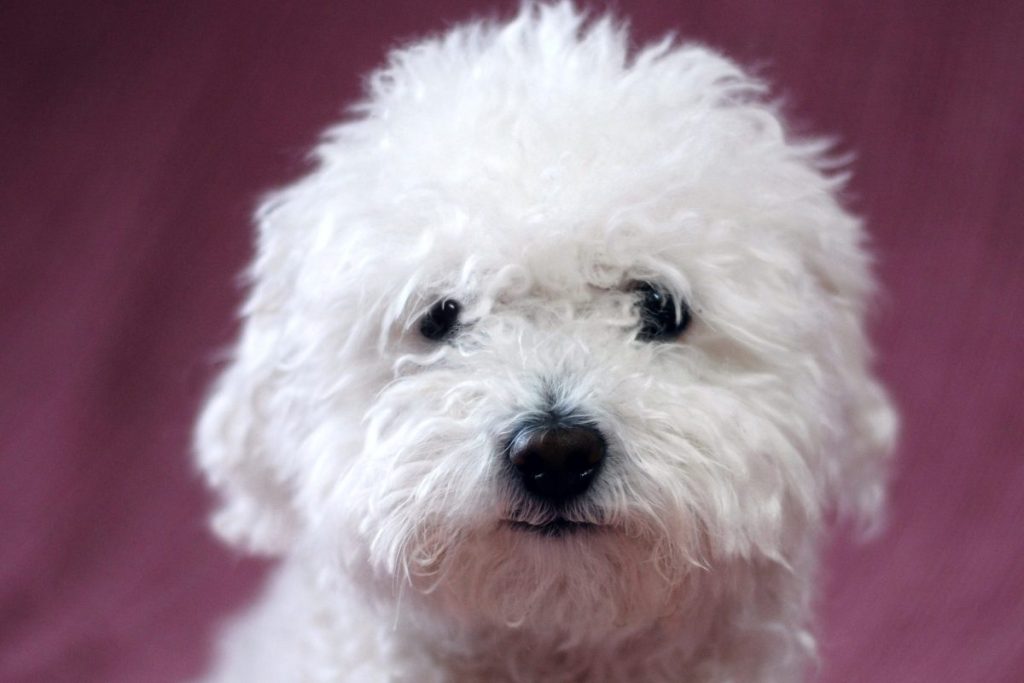 Close up of bolognese dog.