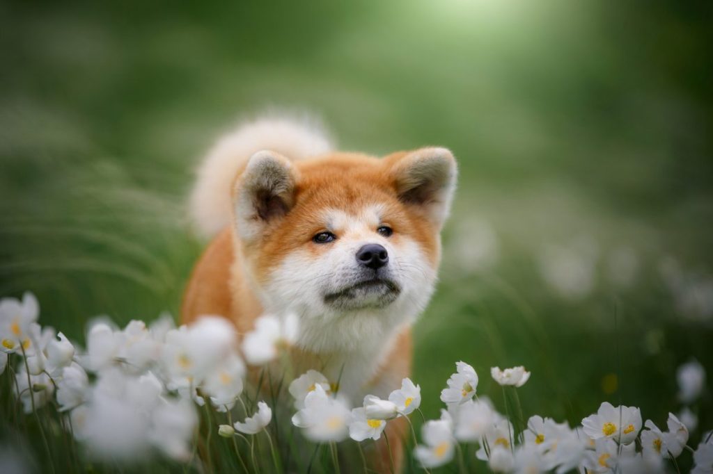 Red and white Akita puppy in a field.