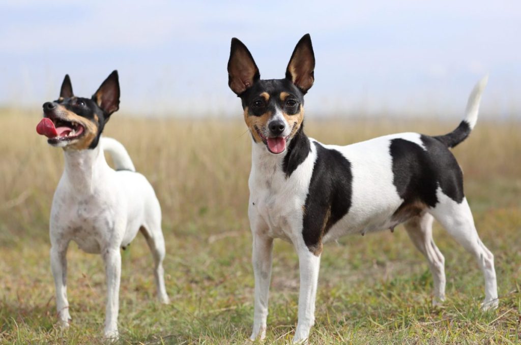 Toy Fox Terriers