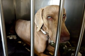 sad dog in a cage at animal shelter