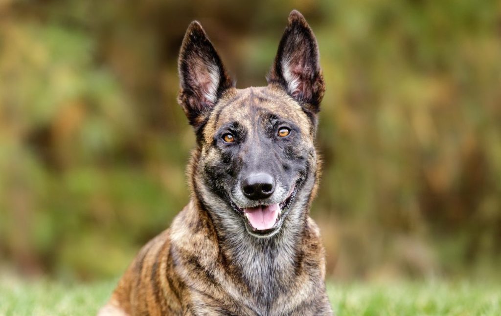 Dutch Shepherd laying down