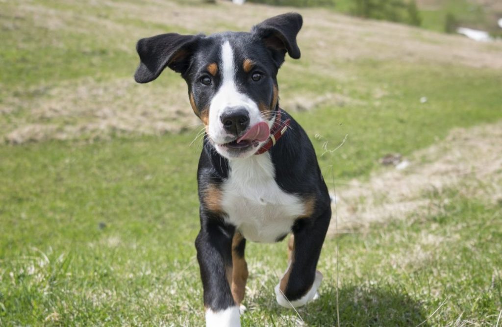 Large Swiss Mountain Dog Puppy