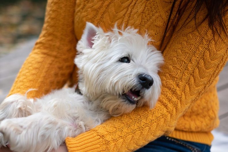 woman hugging West Highland White Terrier dog