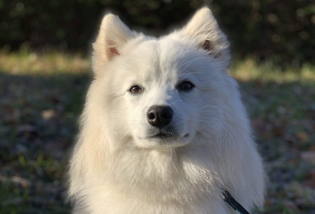 Japanese spitz puppy