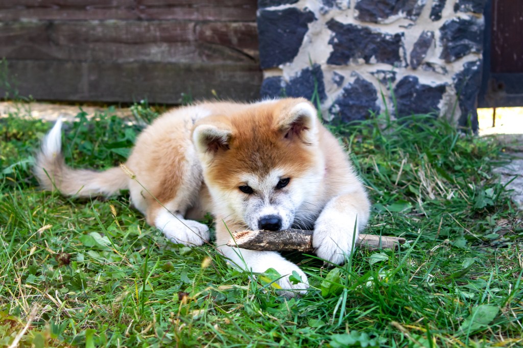 Akita playing in grass near house.