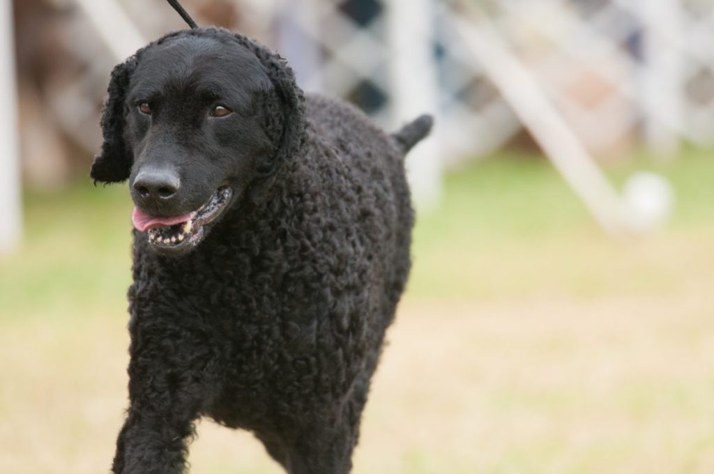 Curly-Coated Retriever walking