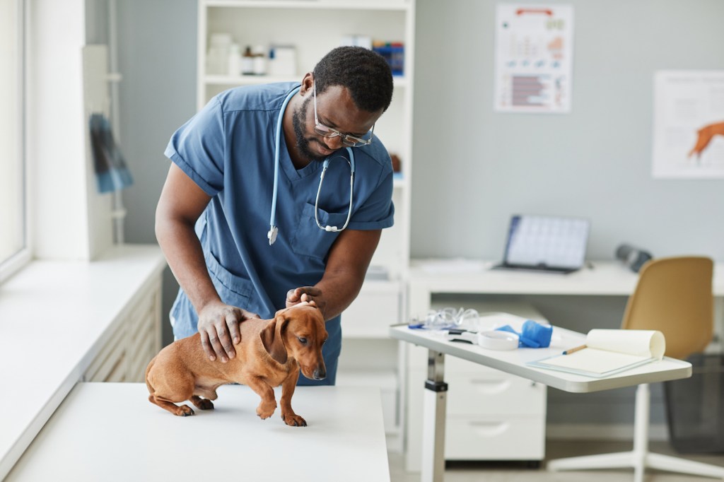 A Dachshund being checked for degenerative disc disease.