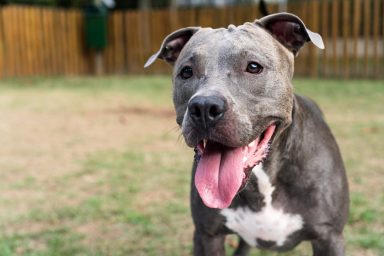 Close up of American Staffordshire Terrier Mix rescue dog going home from shelter.