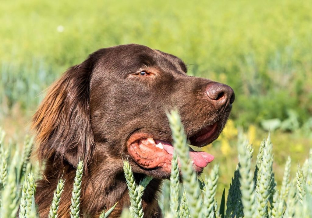 Brown flat coated retriever