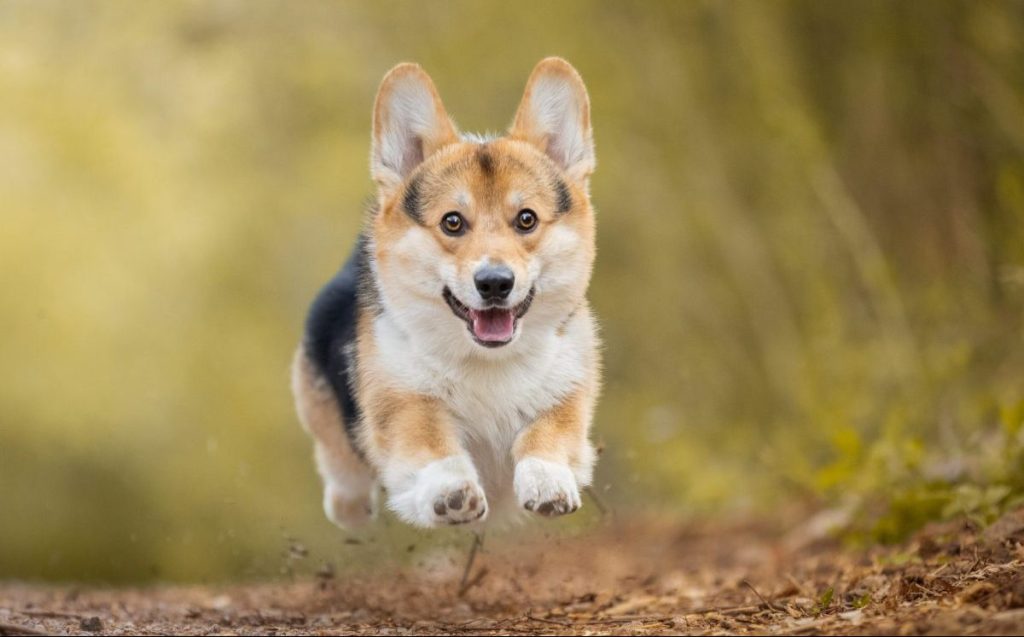 Pembroke Welsh Corgi jumping in the air.