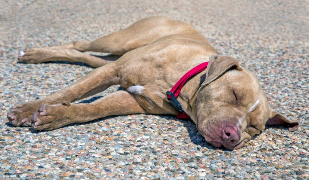 dog sleeping on road