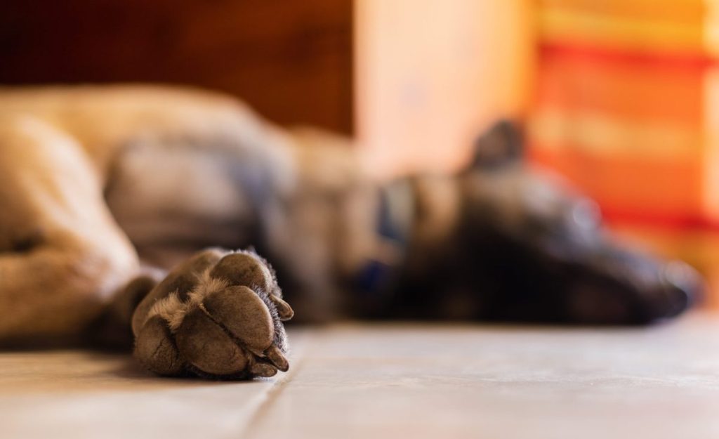 Close-up of paw of sleeping German Shepherd dog