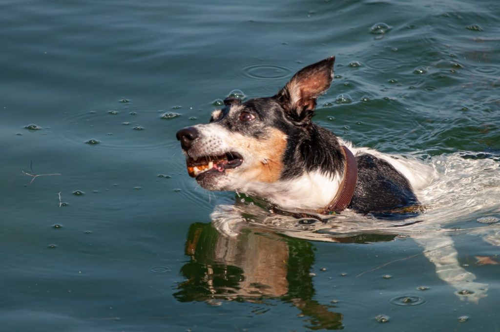 dog drowning in water