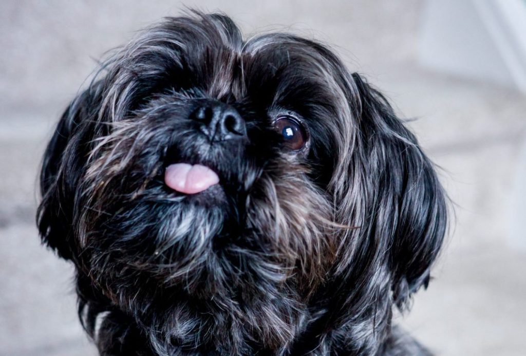 A Cute Shorkie Dog