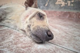 close-up of dead dog lying on ground