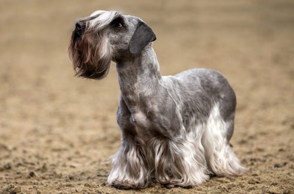 Photograph of a Cesky Terrier standing, looking up in the distance.