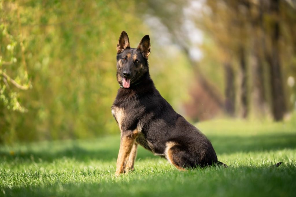 Belgian Malinois, one of four Belgian Shepherd breeds