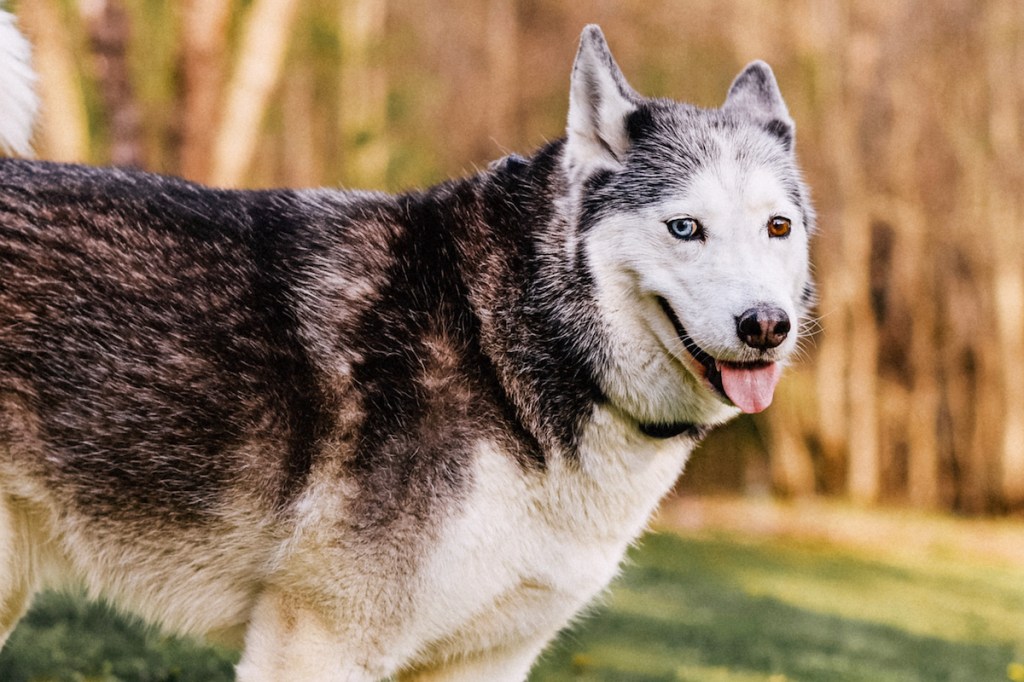 A Siberian Husky dog with heterochromia.