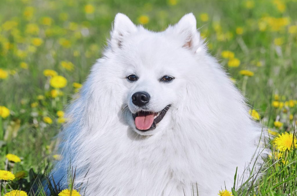 A purebred white Japanese Spitz sits in a grassy field in the spring.